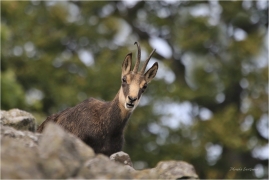 <p>KAMZÍK HORSKÝ (Rupicapra rupicapra) Lužické hory, Studenec ---- /Chamois - Gämse/</p>